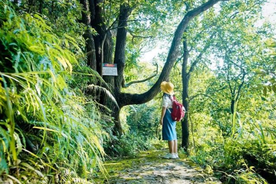 广东观音山黄淦波：把生态美景留在灵动的森林里